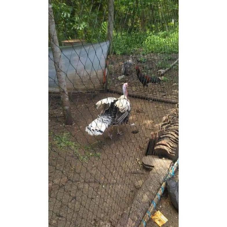 Bisa Cod Jaring Pagar Serbaguna 3X10 Meter Lubang 2Cm X 2Cm Jaring Pagar Ayam Jaring Ayam Jaring Pag