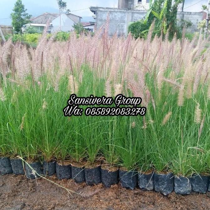 Tanaman Imperata Cylindrica / ilalang Ekor Kuda / Rumput Buntut Kuda