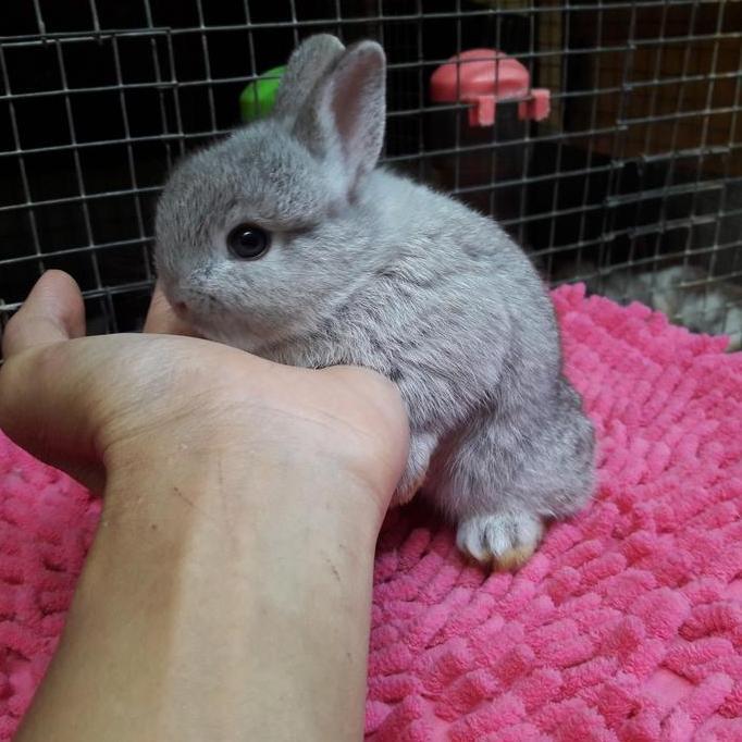 bayangkarashop - kelinci dwarf cinchila