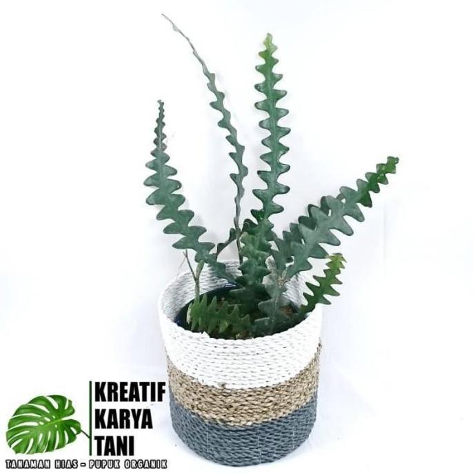 Tanaman Hias Wijaya Kusuma Keris - Wijaya Keris - Bunga Wijaya Kusuma