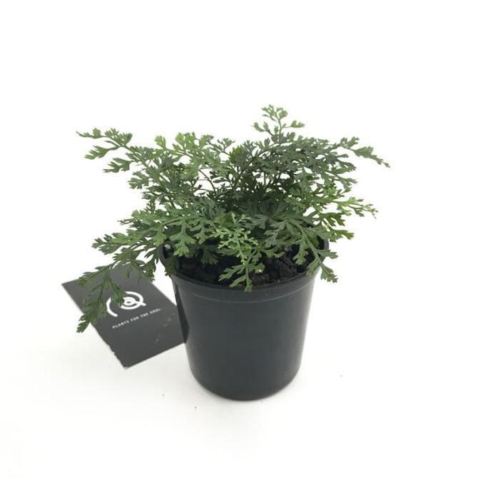 Bolbitis Heteroclita Difformis 'Mini Bolbitis' - Tanaman Paludarium