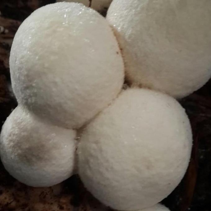 bibit jamur merang unggul