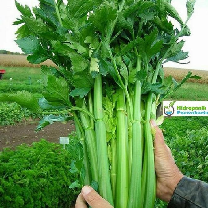 benih seledri batang besar
