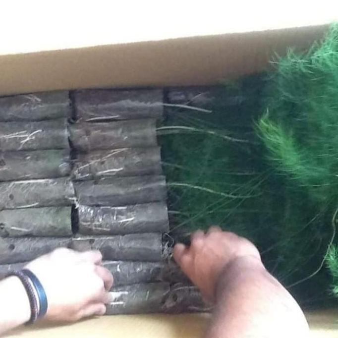 bibit asparagus siap tanam