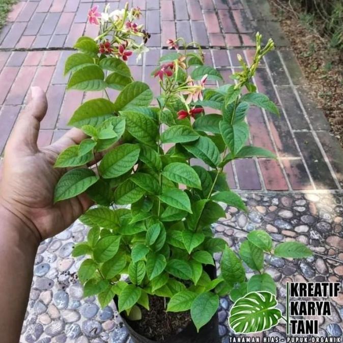 Tanaman hias bunga melati belanda - Melati belanda wangi