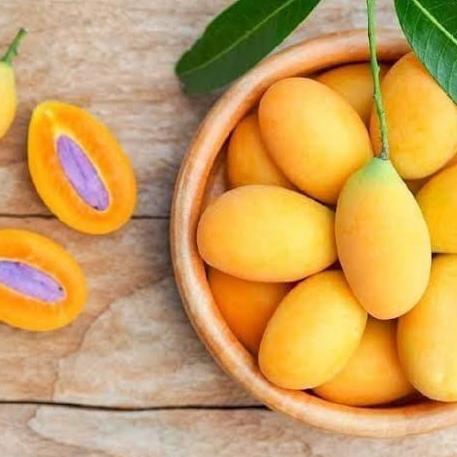 bibit tanaman gandaria pohon gandaria