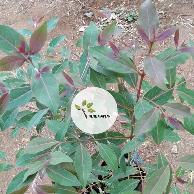 Bibit tanaman eucalyptus - Pohon kayu eucalyptus - Pohon rainbow