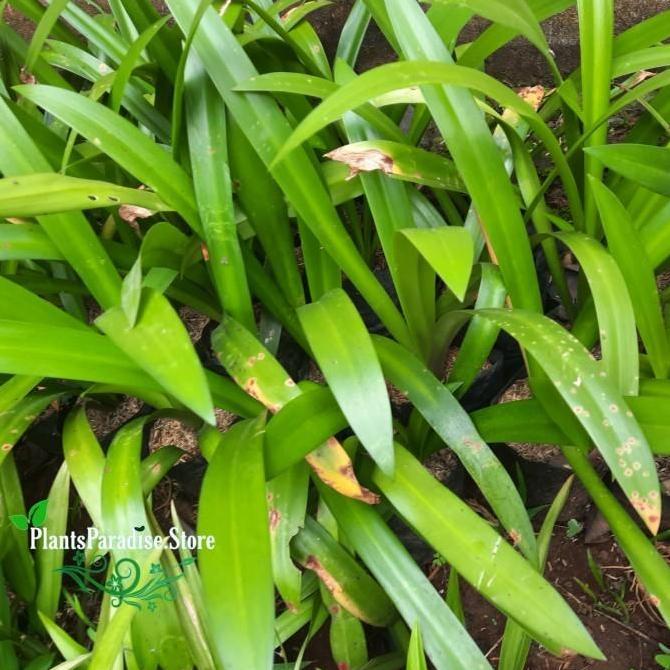 Tanaman hias bakung amarilis bunga Putih - Pohon Bakung bunga putih