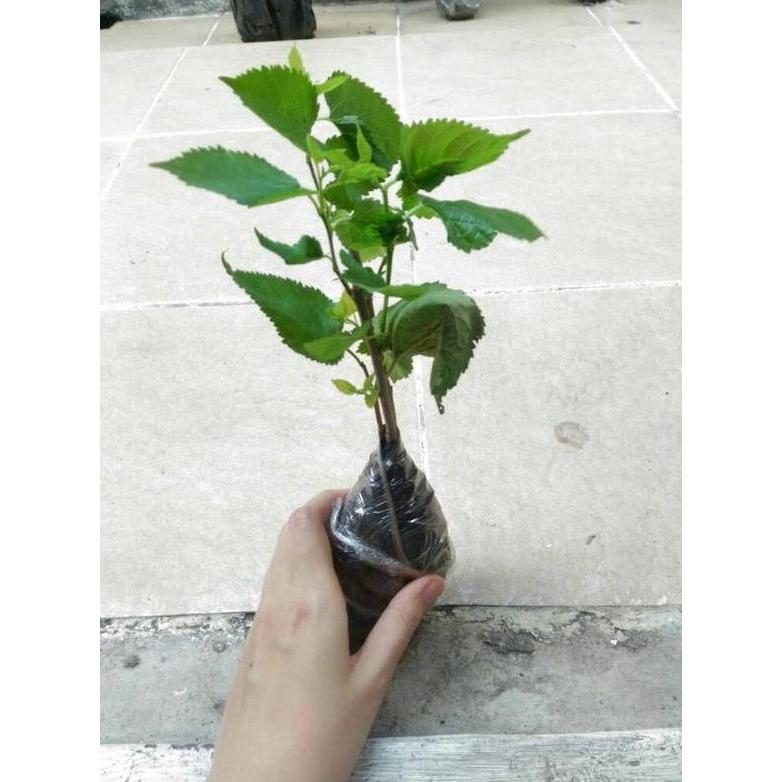 Bibit Murbei Pohon Murbei Tanaman Murbei