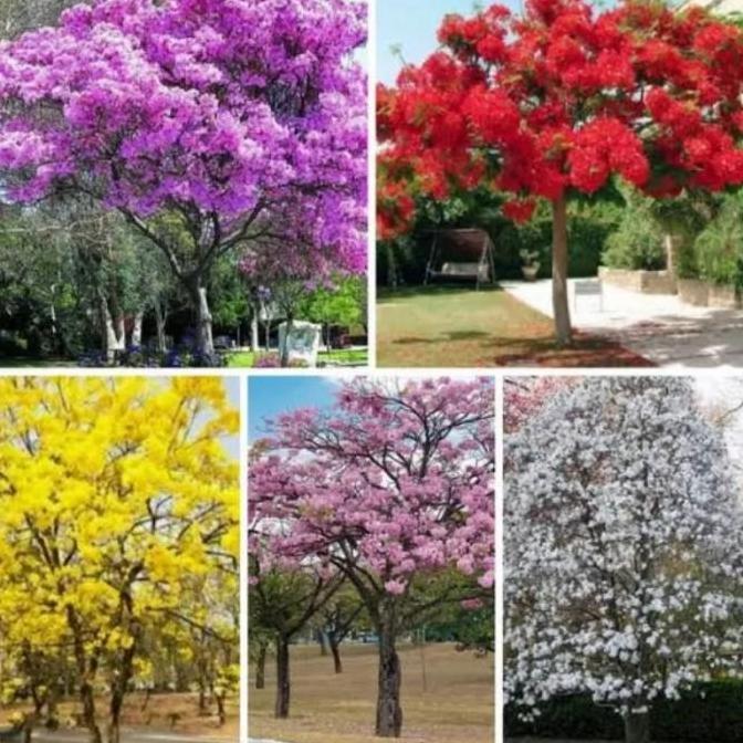 Tanaman Tabebuya Varian Warna Pohon Tabebuya Bibit Tanaman Tabebuya