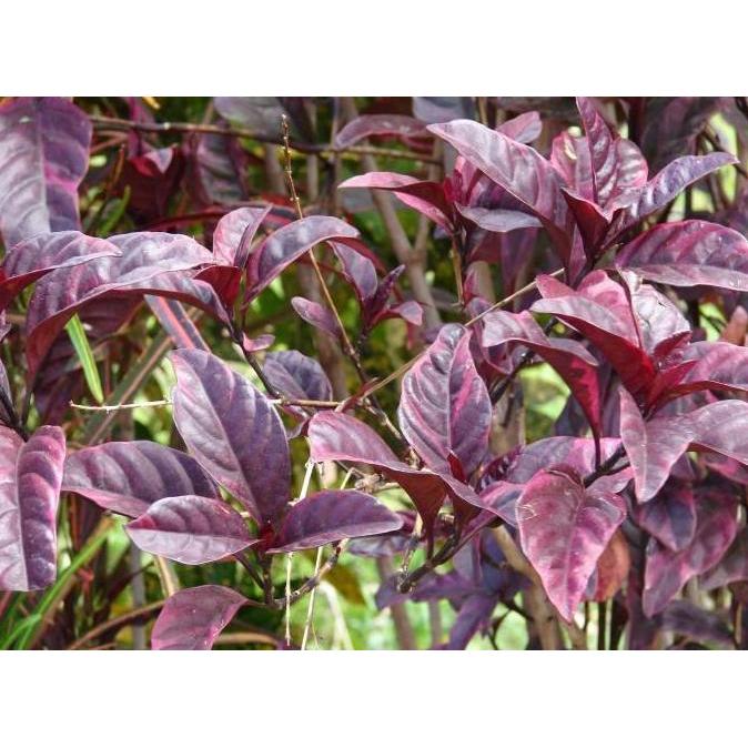 Daun Handeleum Handeuleum Daun Ungu Obat Wasir Ambeien Ambeyen