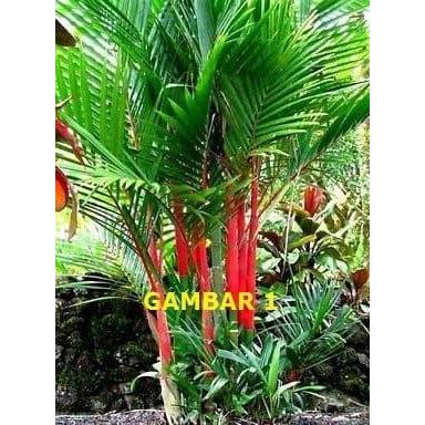 Bibit Palem Merah Pohon Palem Merah Palem Lipstik Cyrtostachys lakka