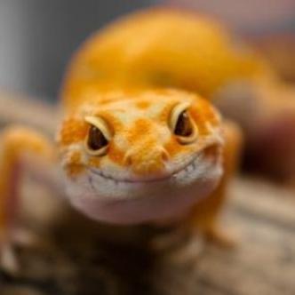 banokilo_ecer - m leopard gecko - eublepharis macularius | geko tokek lucu imut jinak