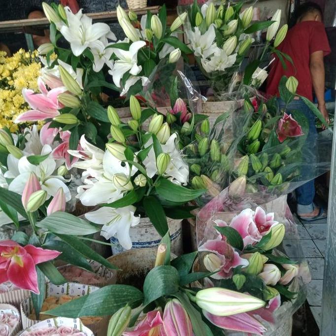 bunga Lily/bunga asli TEG