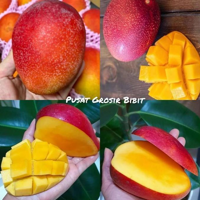 Bibit Mangga Miyazaki Tinggi 1 Meter Up Batang Besar