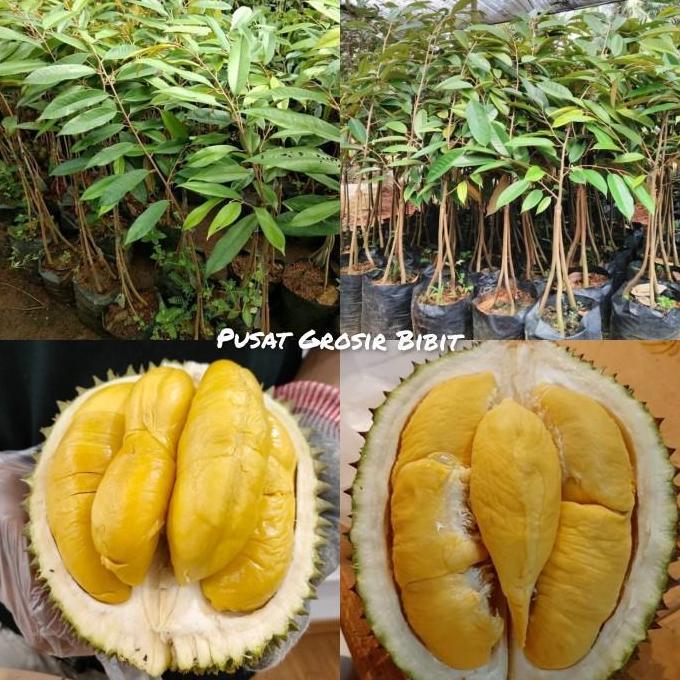 bibit durian musangking kaki 3