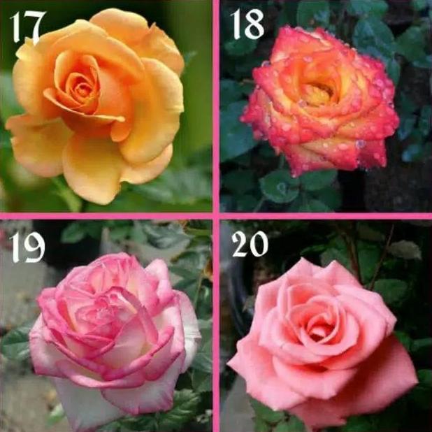 tanaman hias mawar holland indukan