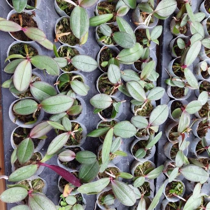 bibit anggrek bulan bunga jumbo