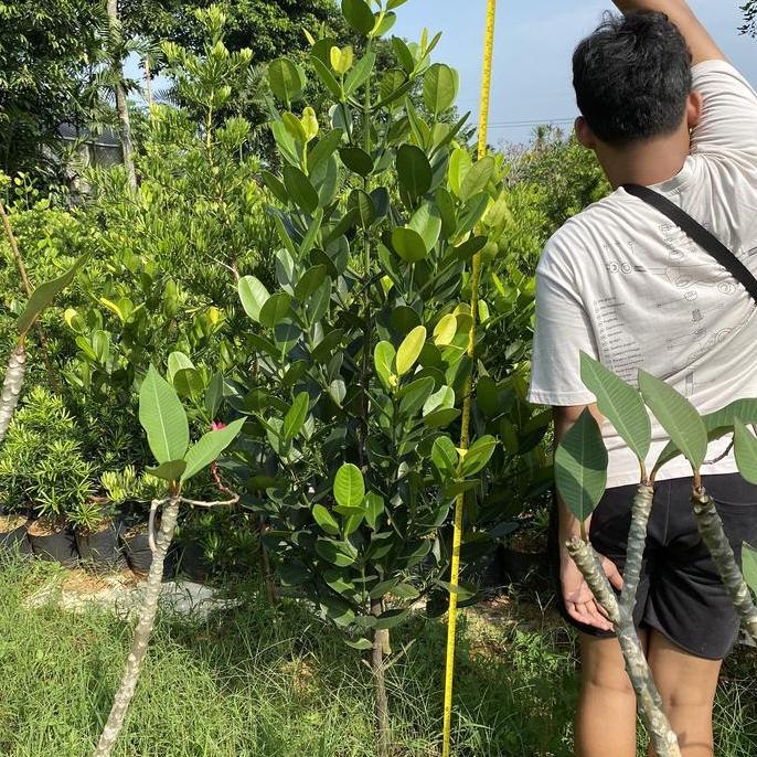 Terlaris Pohon Garcinia Hias || Tanaman Garcinia / Nangka Taiwan Terlaris