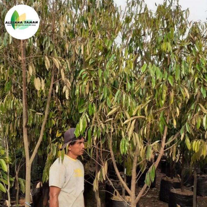 Terlaris Durian Bawor - Pohon Durian Bawor Besar