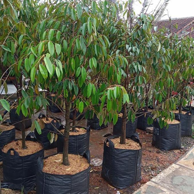 Terlaris Pohon Durian Musangking Dan Bawor Tinggi 2 Meter