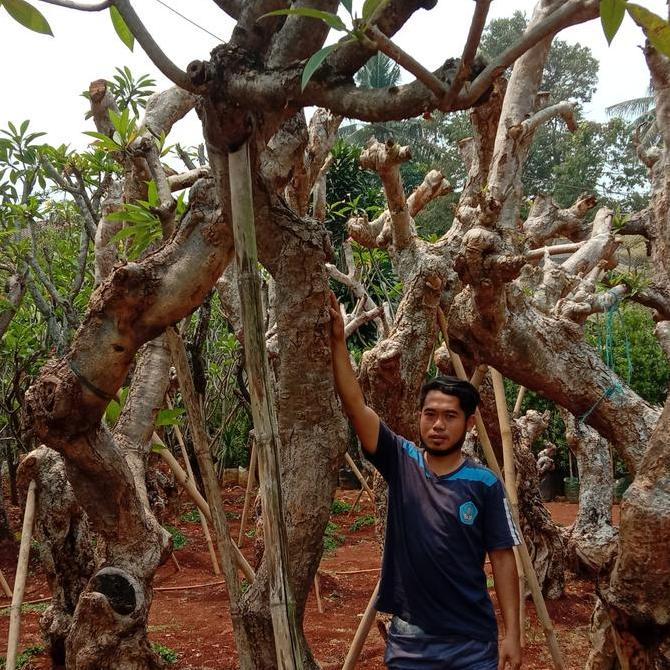 Terlaris Kamboja Fosil Murah Batang Berkarakter Tinggi 3-4 Meter