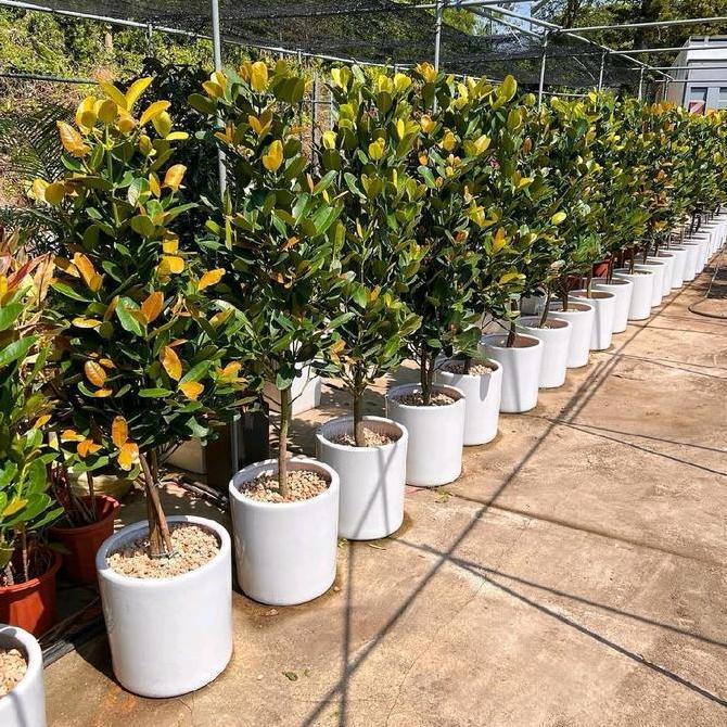 Terlaris Pohon Gardenia Tinggi 1 Meter / Tanaman Pohon Garcenia Hijau / Jual Pohon Garcenia Berkuali