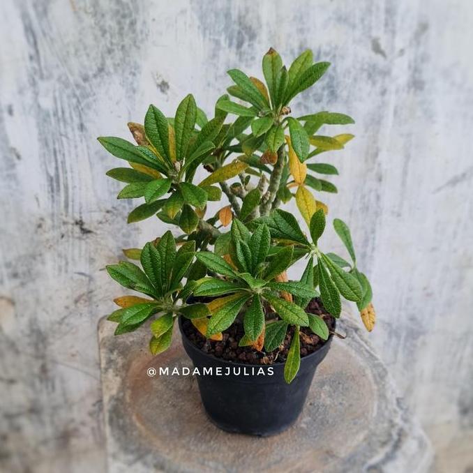 Terlaris Dorstenia Gigas Tanaman Hias