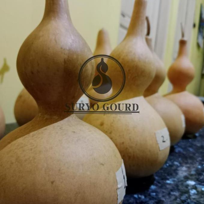 Labu botol | Labu botol kering | Labu botol china | drunken master | Bottle gourd | Labu botol asli 