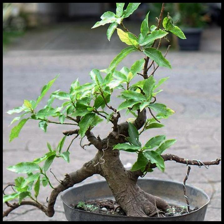 TERBARU BIBIT POHON LOA BAHAN BONSAI MAME FICUS RACEMOSA TANAMAN PENEDUH 2030 