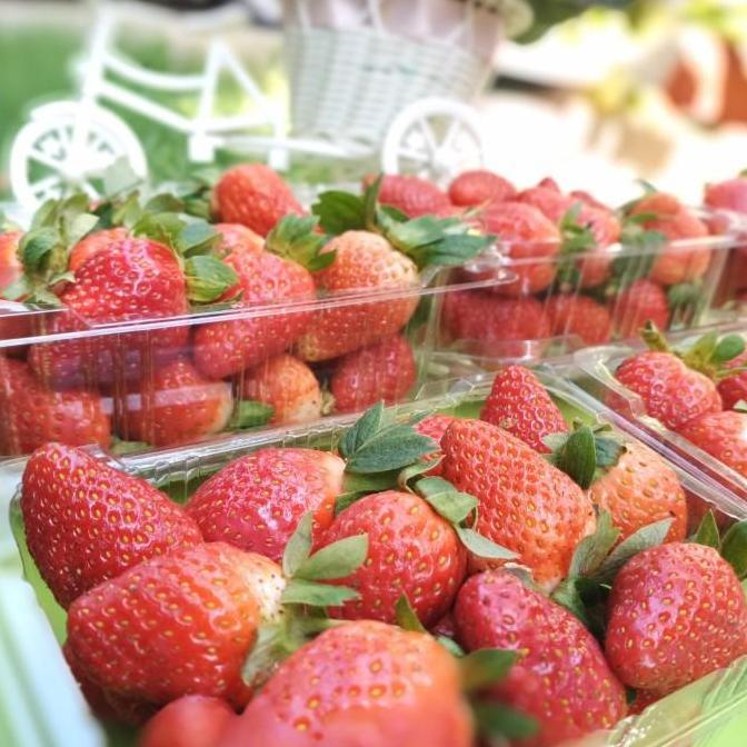 (DUS) Tray Mika Buah Stroberi Ceri Ciplukan 250 gram Kuncian Tebal