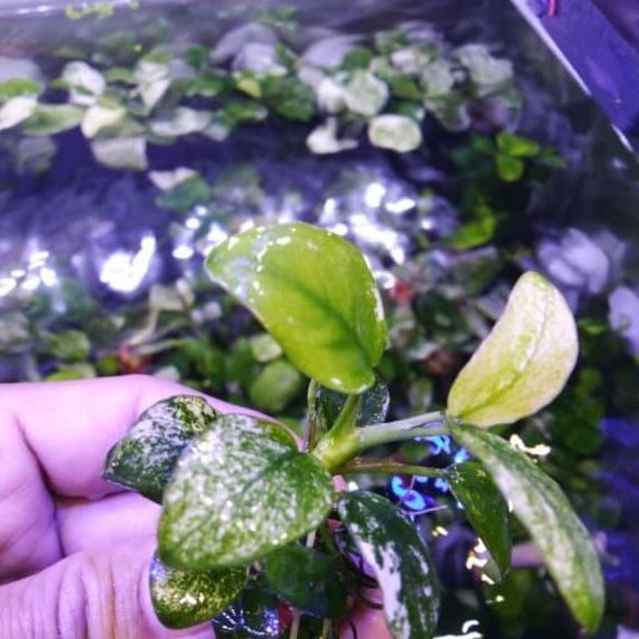 Anubias nana pinto mother plant full daun air