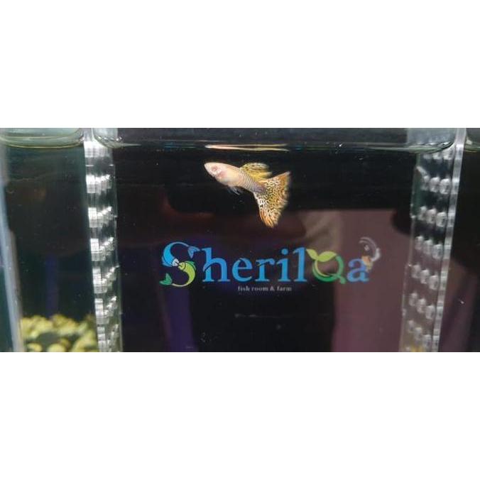 Guppy Albino Yellow Cobra