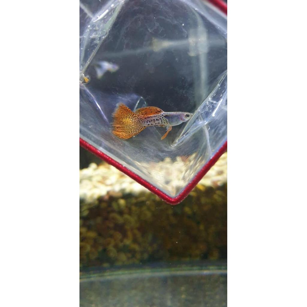 Guppy Metal Snake Skin Red Lace / Guppy mssrl