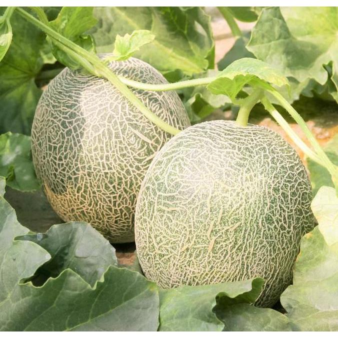 Benih melon glamour F1 Sakata (100 benih)