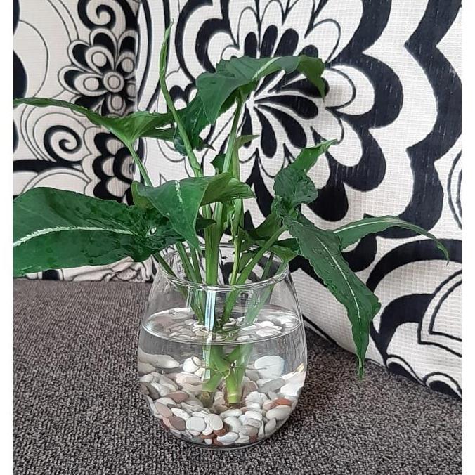 Tanaman air pot kaca