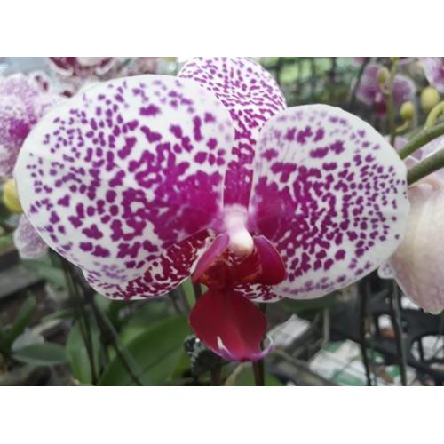 Anggrek bulan Putih Totol spark ungu