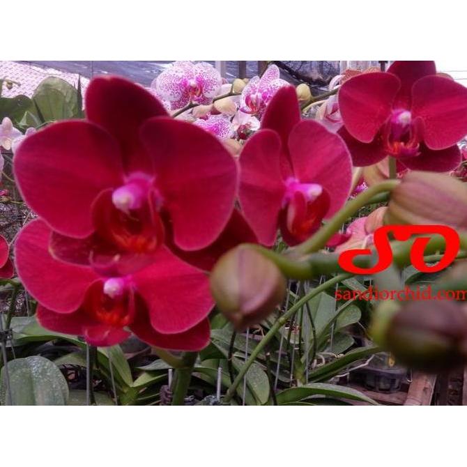 Anggrek Bulan Merah : Merahnya Anggrek, Hangatnya Pesona