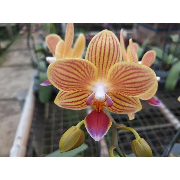 Anggrek Bulan Mini Kuning Garis