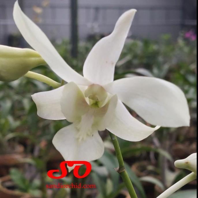 [ DEWASA ] Dendrobium Caesar White
