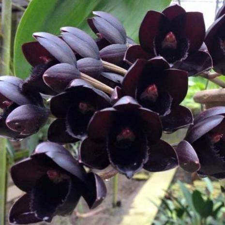 [ DEWASA ] Fredclarkeara ( FDK ) After Dark Black Pearl Anggrek Hitam dengan Keanggunan Maksimal