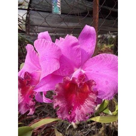 Cattleya Blc Connerstone