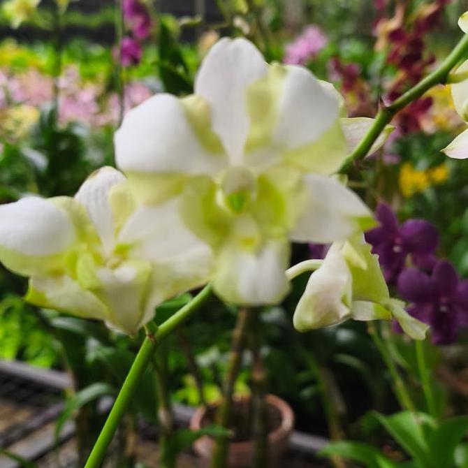 [ DEWASA ] Dendrobium Liberty White : Pesona Anggrek Putih Bergaris Hijau yang Memikat Hati