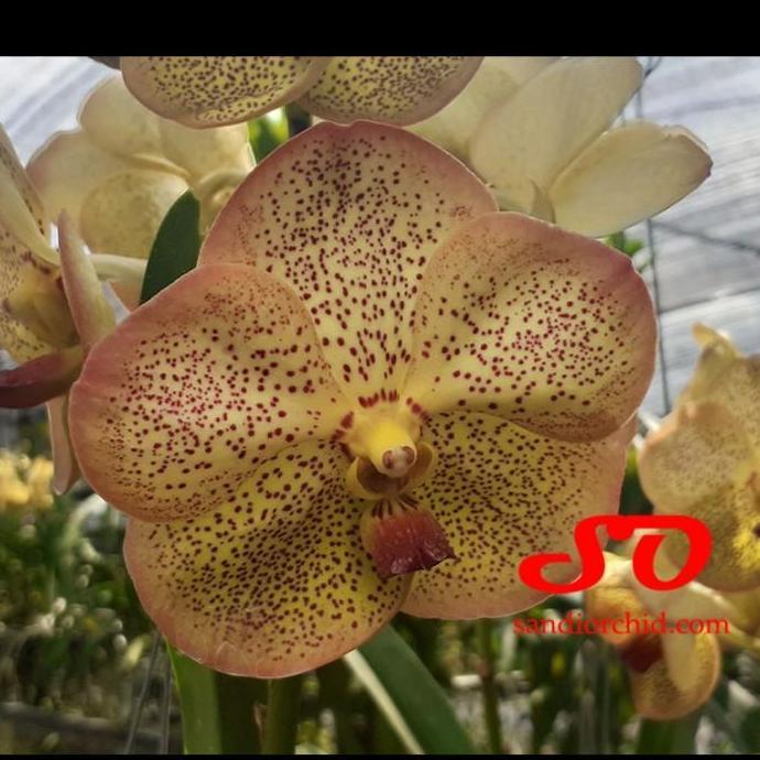 [ DEWASA ] Vanda Yellow Butterfly ( Vanda Tubtim Velvet x Vanda Butterfly )
