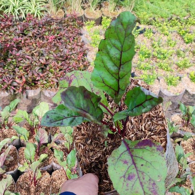 tanaman buah bit/bibit tanaman buah bit hidup berakar