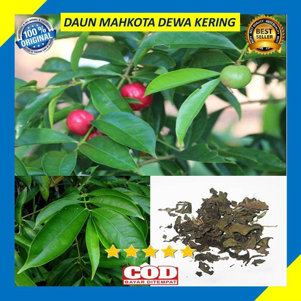 Daun Mahkota Dewa Kering 100 Gram Obat Herbal