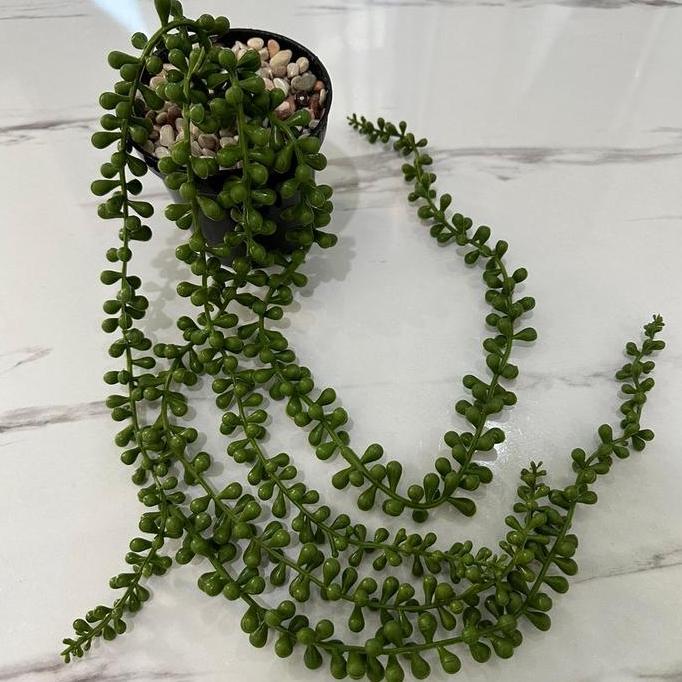 Cotoe- Tanaman Sukulen Juntai Palsu Pot 10Cm Latex Plastik