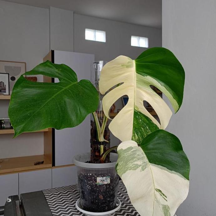 TurusTetik / Turus Plastik Mika Bening Mica / Moss pole murah