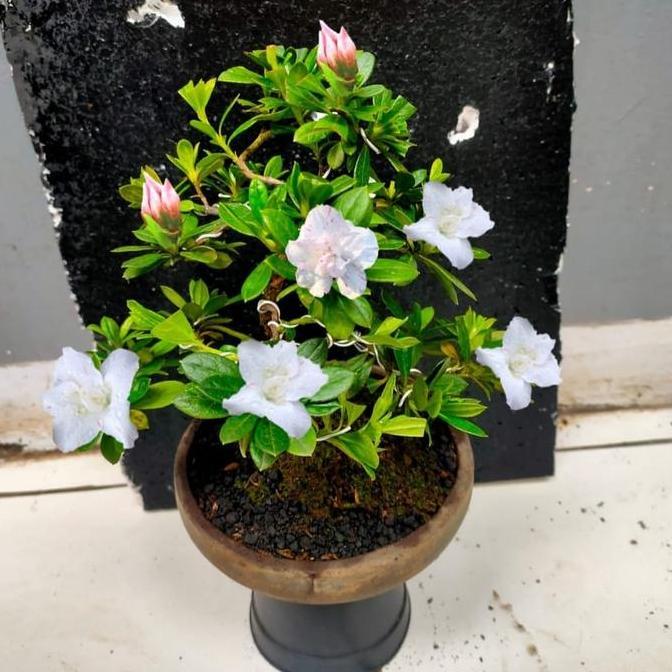 bonsai Azalea jadi di kirim beserta pot murah