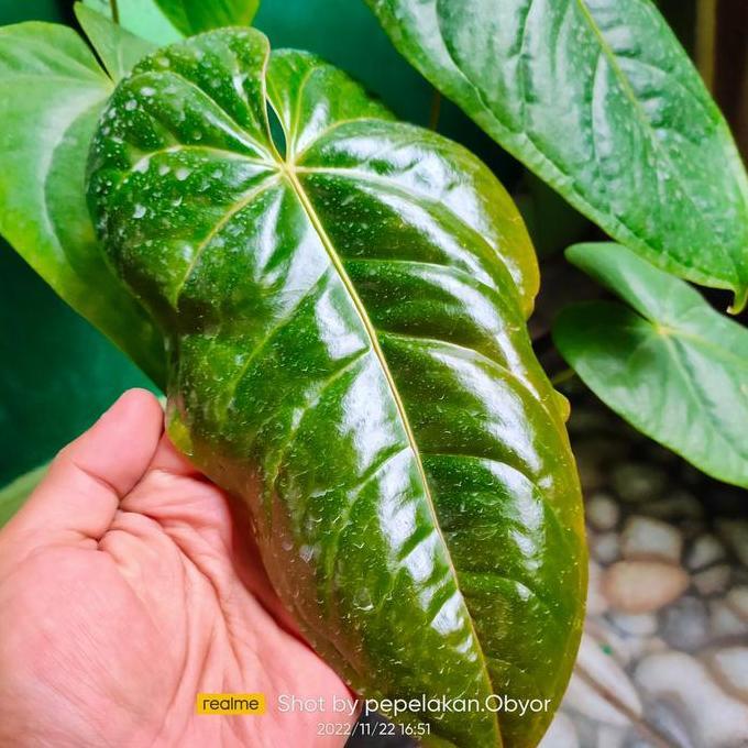 anthurium veitchii hybrid Realpict koleksi murah